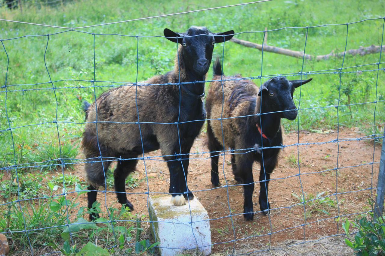 Alstonville Country Cottages Buitenkant foto